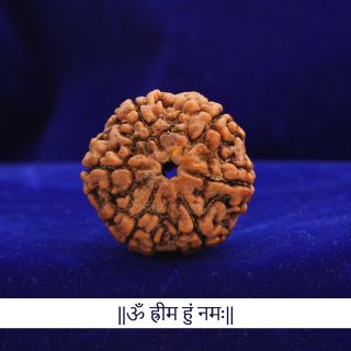 Collector Six Mukhi Rudraksha From Nepal Iv Vedic Vaani