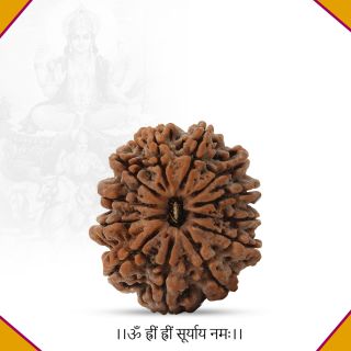 Buy Collector Eleven Mukhi Rudraskha From Nepal Ii