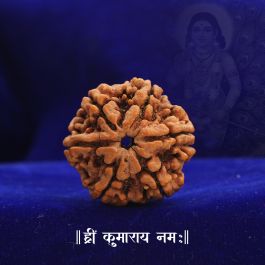 Collector Six Mukhi Rudraksha From Nepal I Vedic Vaani