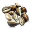 Cowrie shell Brown