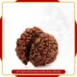 Nag Savar Rudraksha - Nepal