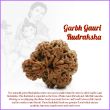 Rare Garbh Gauri Rudraksha