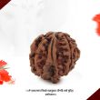 Right Sided Trunk Ganesh Rudraksha