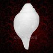 Blowing Shell (Shankh) for Puja Archana