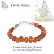 Siddha Rudraksha Bracelet 1 to 14 Mukhi in Java with Certificate