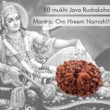 10 (Ten) Mukhi (face) Rudraksha from Java