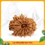 Thirteen (13) Mukhi Rudraksha Bead from Nepal