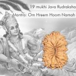 19 (Nineteen) Mukhi (face) Rudraksha from Java