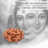 2 (Two) Mukhi (face) Rudraksha from Java