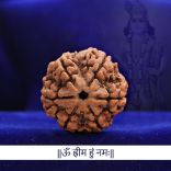 Collector Six (6) Mukhi Rudraksha from Nepal - V