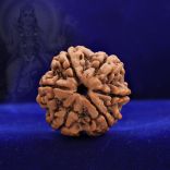 Collector Six (6) Mukhi Rudraksha from Nepal - VI