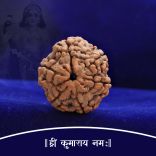 Collector Six (6) Mukhi Rudraksha from Nepal - VII