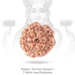 7 (Seven) Mukhi (face) Rudraksha from Java