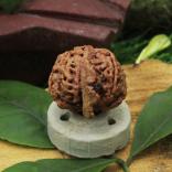 Siddhi Ganesh Rudraksha