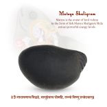 Lord Vishnu Avatar Matsya Shaligram Shila