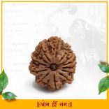 Divine Charisma Thirteen Mukhi Rudraksha Bead from Nepal