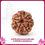 Devi Mahalakshmi 7 (Seven) Mukhi Rudraksha from Nepal Detail