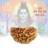 1 (One) mukhi (face) Rudraksha Half Moon Shape