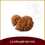 Mystic Garbh Gauri Rudraksha