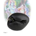 Charismatic Shree Krishna Shaligram Shila for Success