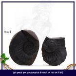 Madhav Krishna Mukunda Murari Shaligram