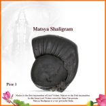 Matsya Avtar Vishnu Shaligram Shila