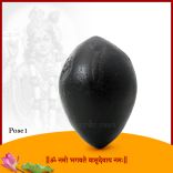 Shanku Laxmi Vishnu Shaligram Shila