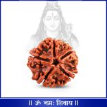 5 (Five) Mukhi (face) Rudraksha from Nepal