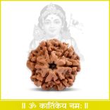 6 (Six) Mukhi (face) Rudraksha from Nepal