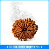 10 (Ten) Mukhi (face) Rudraksha from Nepal