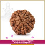 Shanidev Saat Mukh 7 (Seven) Mukhi Rudraksha from Nepal Detail