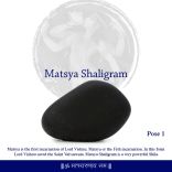 Matsya Avtar Shaligrama for Vastu Dosha