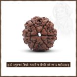 Collector Six (6) Mukhi Rudraksha from Nepal - IX