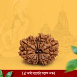 Thirteen (13) Mukhi Powerful Siddhi Rudraksha Bead from Nepal