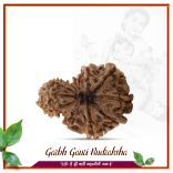 10 Mukhi Garbh Gauri Rudraksha