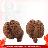 Vinayaka Vighna Nashaka Sarva Siddhi Rudraksha