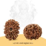 Collector Ten (10) Mukhi Rudraskha from Nepal - III