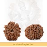 Collector Ten (10) Mukhi Rudraskha from Nepal - IV