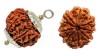 Nine Mukhi Rudraksha by Vedic Vaani