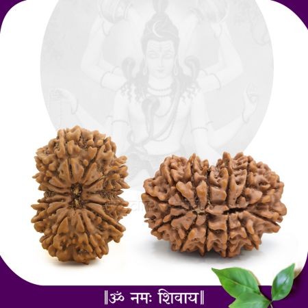 LORD INDRA THIRTEEN MUKHI RUDRASKHA - NEPAL