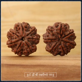 COLLECTOR SEVEN (7) MUKHI RUDRASKHA FROM NEPAL - XIV