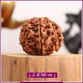COLLECTOR SEVEN (7) MUKHI RUDRASKHA FROM NEPAL - XX