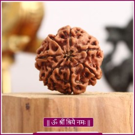 COLLECTOR SEVEN (7) MUKHI RUDRAKSHA FROM NEPAL