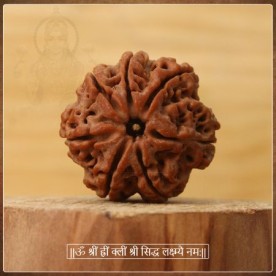COLLECTOR SEVEN (7) MUKHI RUDRASKHA FROM NEPAL - XIII