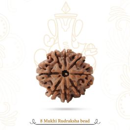 Collector Eight (8) Mukhi Rudraskha from Nepal - IV- Vedic Vaani
