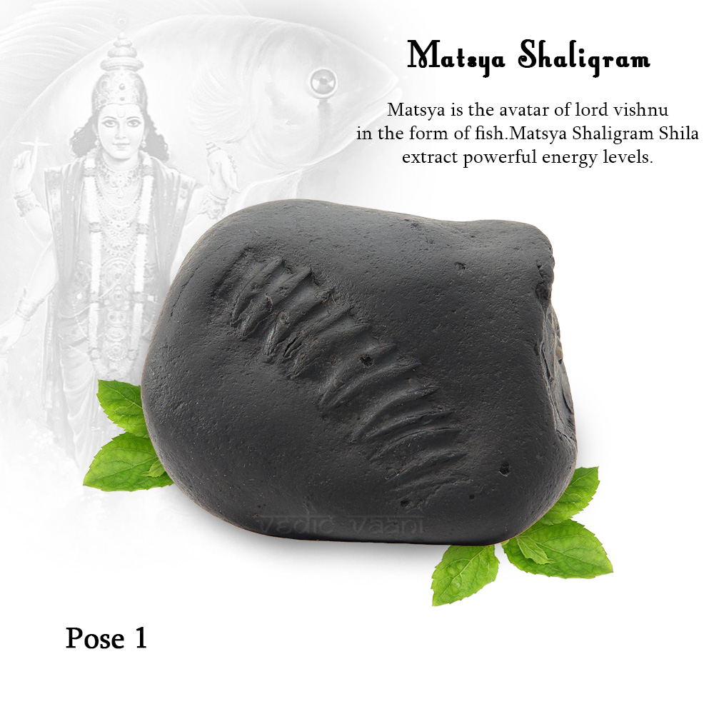 Vishnu Swaroop Matsya Shaligram Shila Buy Online in USA - Vedicvaani
