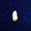 AUSTALIAN PEARL (MOTI)-5.25 CARATS