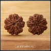 Saat Mukhi Rudraksha